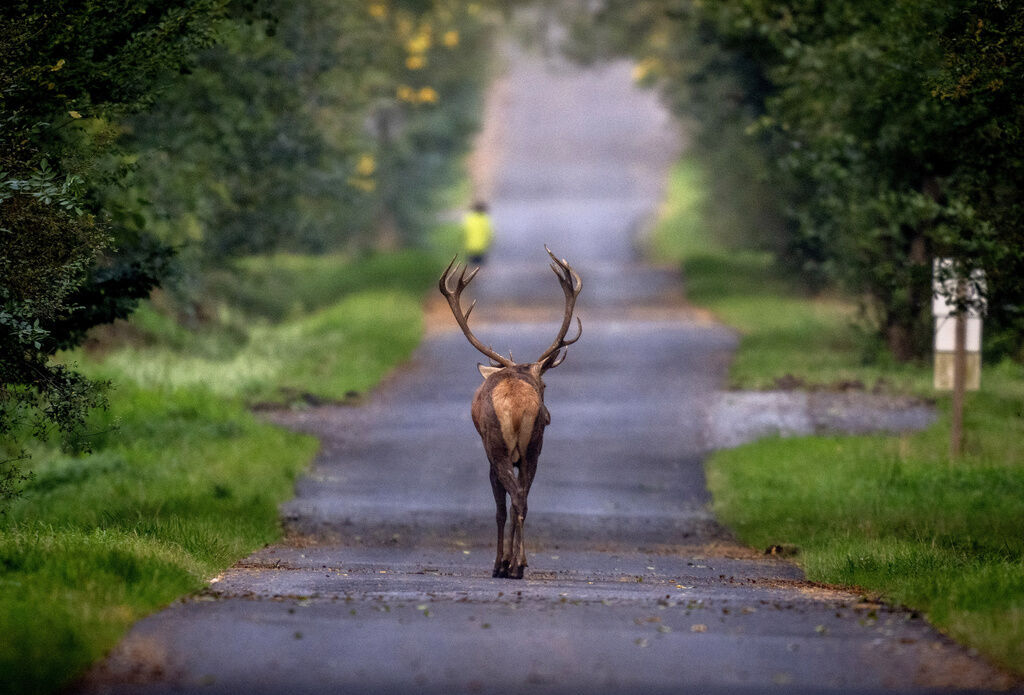 Germany Wildlife